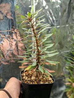 2026年最新】プルプシーの人気アイテム - メルカリ