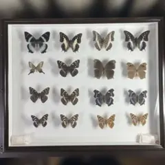 2026年最新】蝶標本 ドイツ箱の人気アイテム - メルカリ