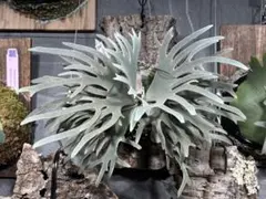 2026年最新】totor ビカクシダの人気アイテム - メルカリ