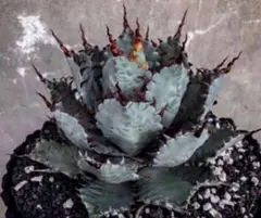 2026年最新】甲蟹 屈原の人気アイテム - メルカリ