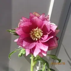 2026年最新】広瀬 ソレイユの人気アイテム - メルカリ