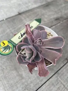 2026年最新】チャザロイの人気アイテム - メルカリ