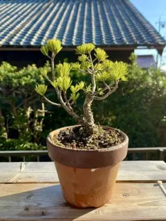 五葉松（山木から年数持ち込み古い） - メルカリ