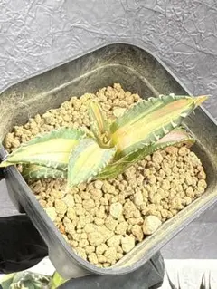 2026年最新】白鯨錦の人気アイテム - メルカリ