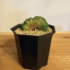 2026年最新】オベサ 綴化の人気アイテム - メルカリ