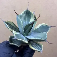 2026年最新】アガベ パリー 大株の人気アイテム - メルカリ