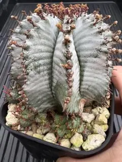 2026年最新】宇田ゼブラホリダの人気アイテム - メルカリ