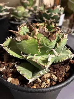 2026年最新】皇冠 子株の人気アイテム - メルカリ