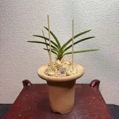 2026年最新】羆 富貴蘭の人気アイテム - メルカリ