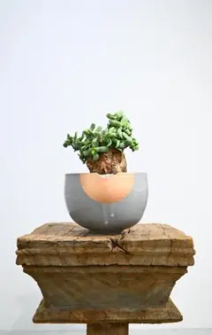 2026年最新】n/oh 鉢の人気アイテム - メルカリ