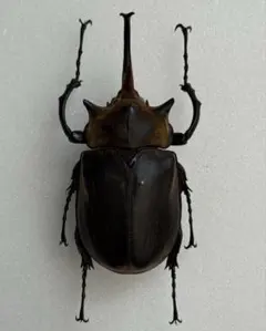 2026年最新】エレファスゾウカブト 標本の人気アイテム - メルカリ