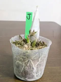 2026年最新】たけのこ蘭の人気アイテム - メルカリ