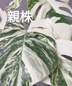 斑入りモンステラ ホワイトタイガー極美大株69cm白斑多 - メルカリ