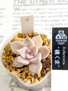 2026年最新】優木園の人気アイテム - メルカリ