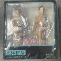 2026年最新】人体模型 ポルノの人気アイテム - メルカリ