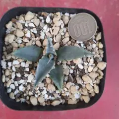 2026年最新】エボリスピナ陽炎の人気アイテム - メルカリ