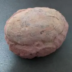 2026年最新】ハドロサウルス 化石の人気アイテム - メルカリ