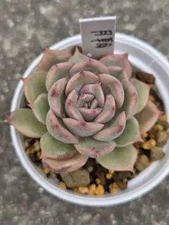 2026年最新】優木園の人気アイテム - メルカリ