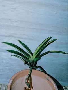 2026年最新】富貴蘭 牡丹の人気アイテム - メルカリ