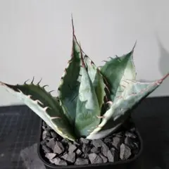 2026年最新】アガベ鉢の人気アイテム - メルカリ