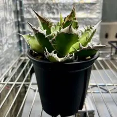 2026年最新】レッドキャットウィーズルの人気アイテム - メルカリ