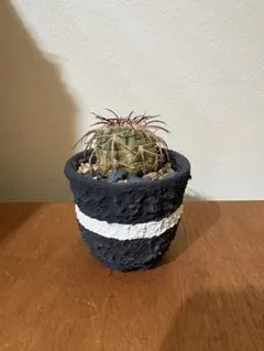 2026年最新】lef botanicalの人気アイテム - メルカリ