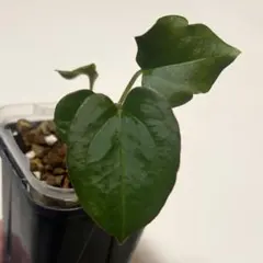 2026年最新】原種アンスリウムの人気アイテム - メルカリ