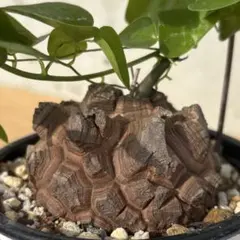 丸型良型】No.7アフリカ亀甲竜 実生 幅5cm 将来有望 - メルカリ