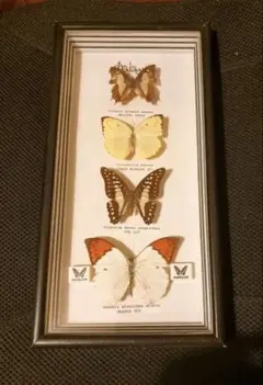 2026年最新】マレーシア 蝶 標本の人気アイテム - メルカリ
