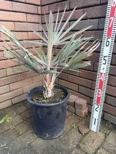 2026年最新】ビスマルキアの人気アイテム - メルカリ