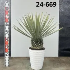 2026年最新】ロストラータ ブルーの人気アイテム - メルカリ