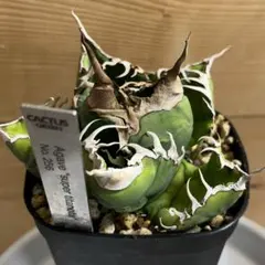 2026年最新】アガベ悪魔くんの人気アイテム - メルカリ