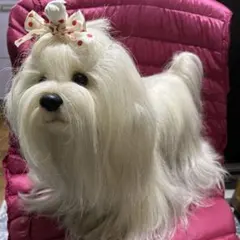 2026年最新】ドレッシーペット ぬいぐるみの人気アイテム - メルカリ