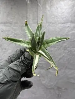 2026年最新】氷山 中斑の人気アイテム - メルカリ