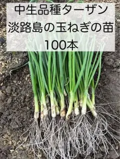 2026年最新】ターザン 苗の人気アイテム - メルカリ