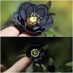 2026年最新】クリスマスローズ ブラックマジックの人気アイテム - メルカリ