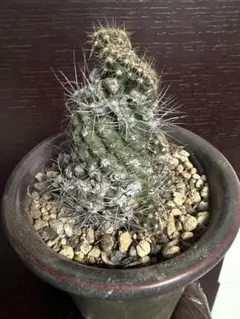 2026年最新】黒王丸 種の人気アイテム - メルカリ