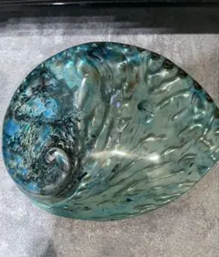 2026年最新】夜光貝 貝殻の人気アイテム - メルカリ