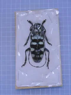 2026年最新】カミキリ 昆虫標本の人気アイテム - メルカリ