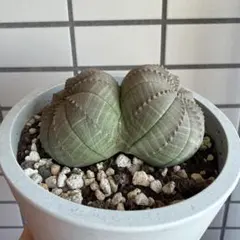 2026年最新】ユーフォルビア オベサ モンストの人気アイテム - メルカリ