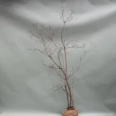 2026年最新】山採り ミツバツツジの人気アイテム - メルカリ