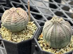 2026年最新】オベサ 綴化の人気アイテム - メルカリ