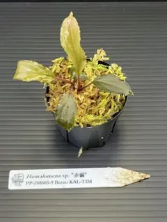 2026年最新】ホマロメナ 赤備の人気アイテム - メルカリ