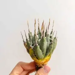 2026年最新】エボリスピナ陽炎の人気アイテム - メルカリ