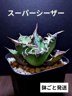 2026年最新】スーパーチタノタの人気アイテム - メルカリ