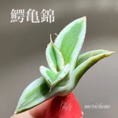 2026年最新】アガベ bb錦の人気アイテム - メルカリ