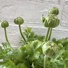 2026年最新】ラナンキュラスイカロスの人気アイテム - メルカリ