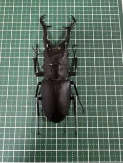 2026年最新】ギラファノコギリクワガタ 2003の人気アイテム - メルカリ
