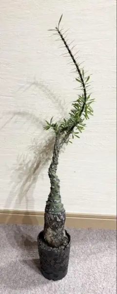 2026年最新】プルプシーの人気アイテム - メルカリ