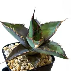 2026年最新】ロウルサンコの人気アイテム - メルカリ